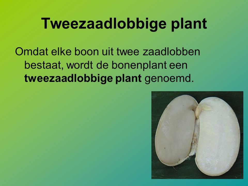 Tweezaadlobbige plant