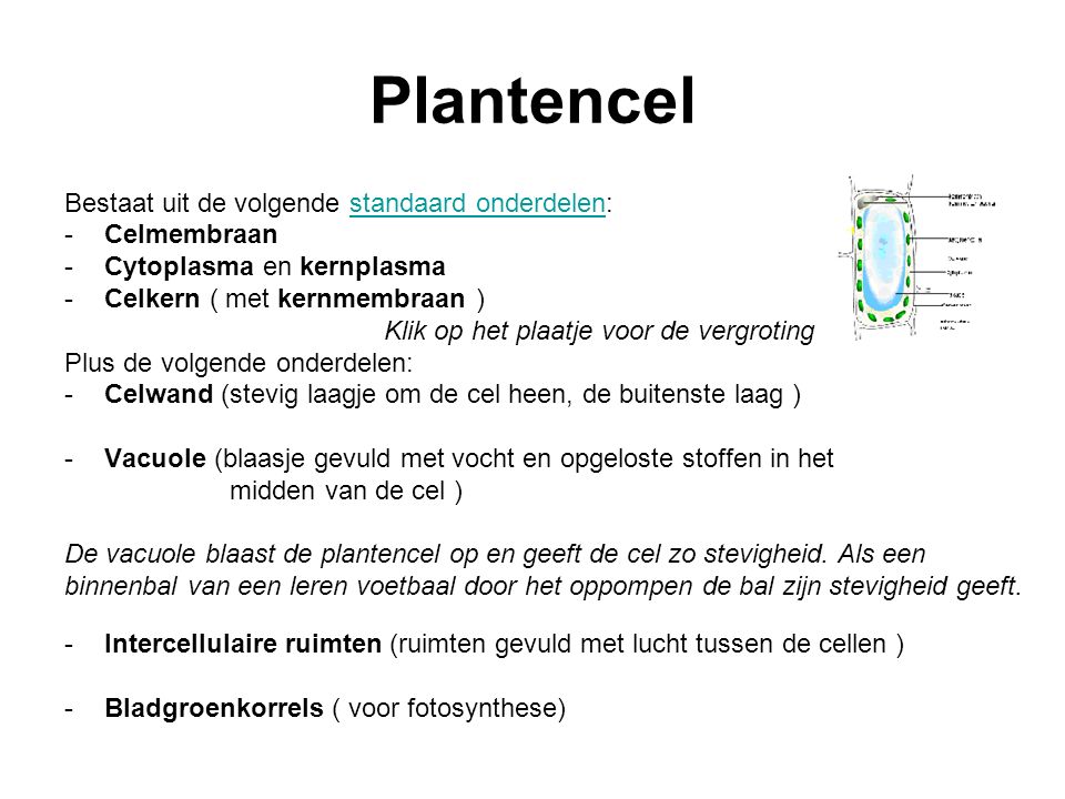 Plantencel Bestaat uit de volgende standaard onderdelen: Celmembraan