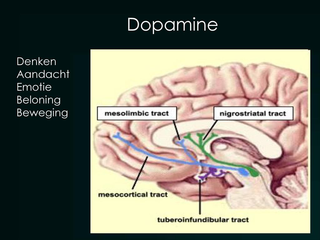 Dopamine ~ psychose