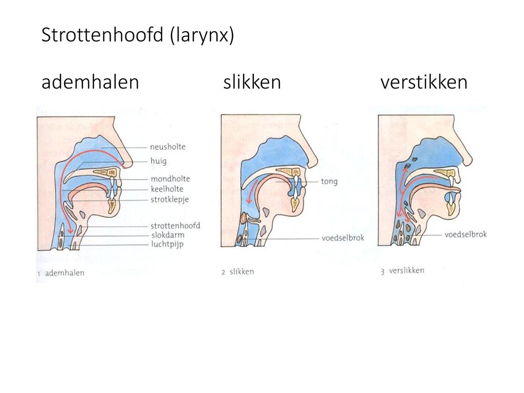 Strottenhoofd (larynx) ademhalen slikken verstikken