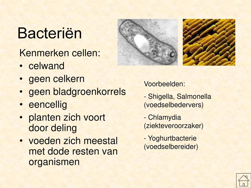 Bacteriën Kenmerken cellen: celwand geen celkern geen bladgroenkorrels
