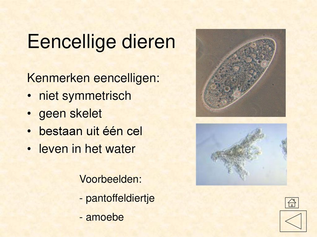 Eencellige dieren Kenmerken eencelligen: niet symmetrisch geen skelet