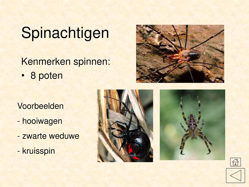 Spinachtigen Kenmerken spinnen: 8 poten Voorbeelden hooiwagen