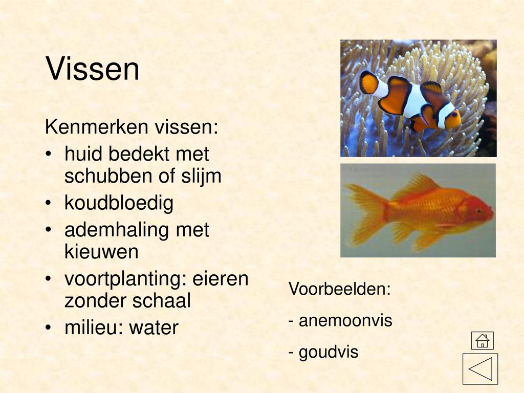 Vissen Kenmerken vissen: huid bedekt met schubben of slijm koudbloedig