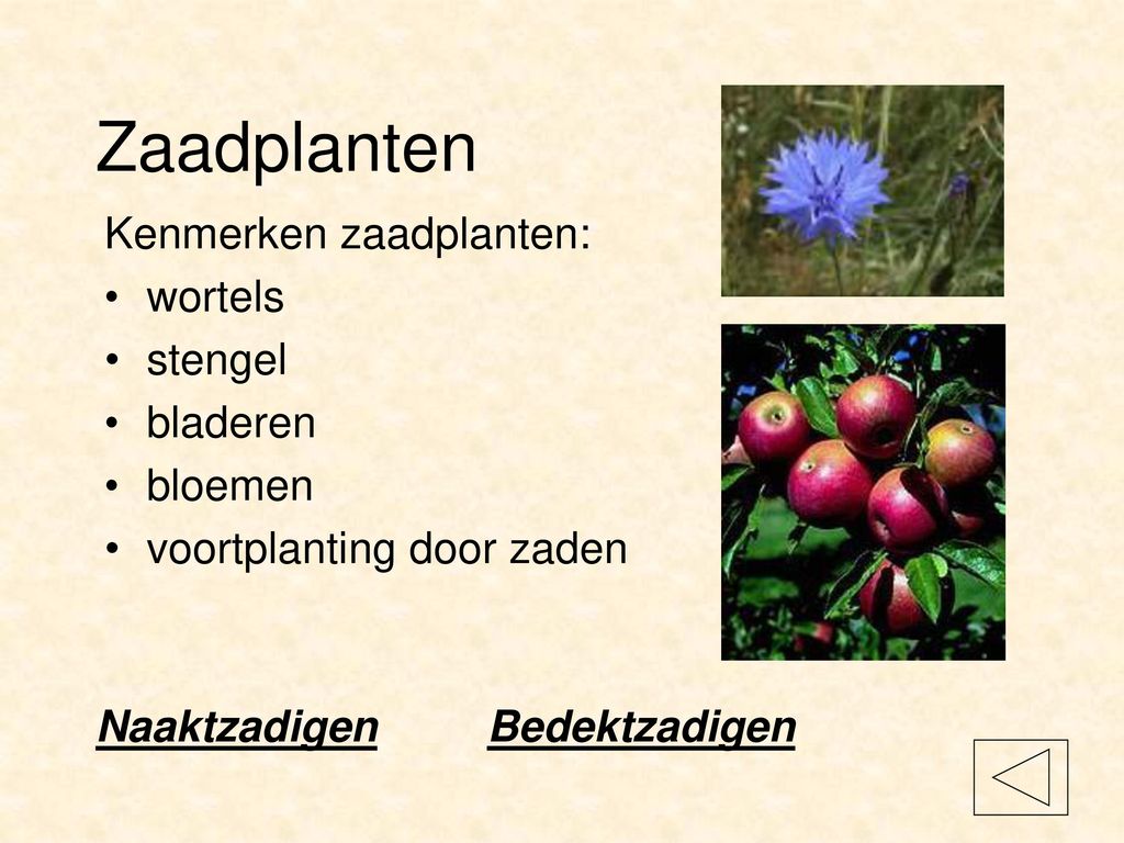 Zaadplanten Kenmerken zaadplanten: wortels stengel bladeren bloemen