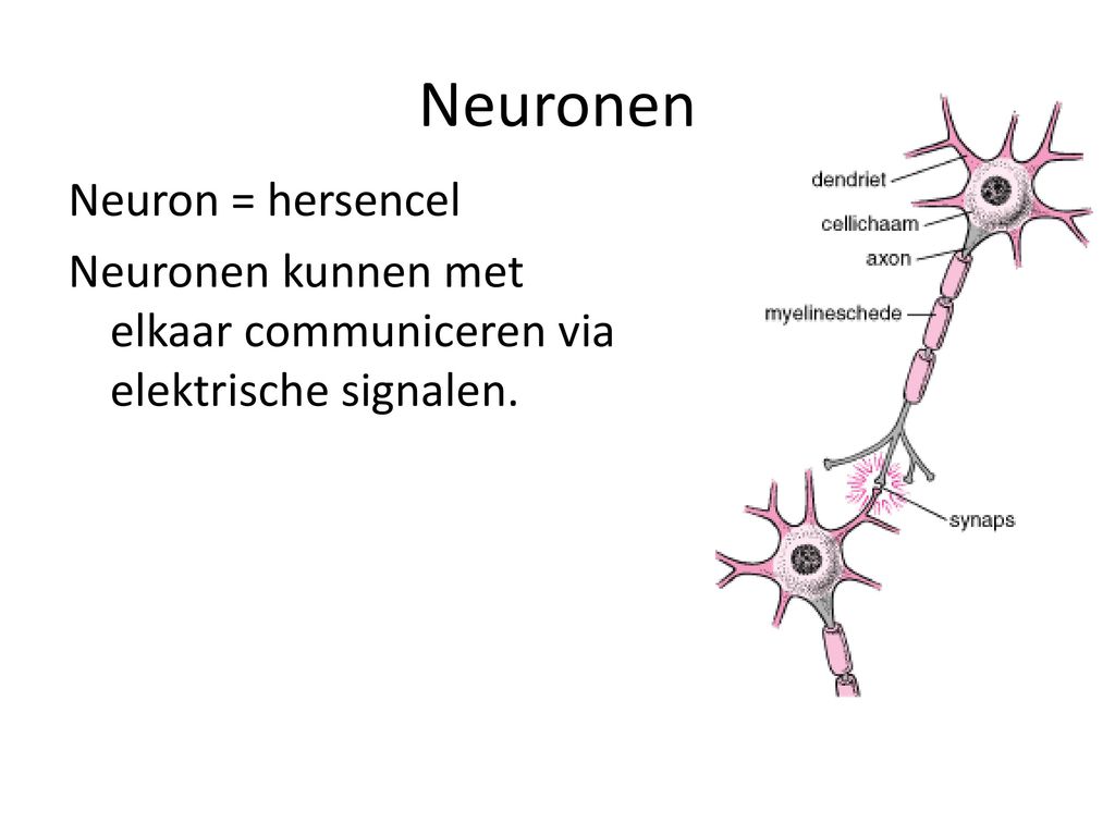 Neuronen Neuron = hersencel