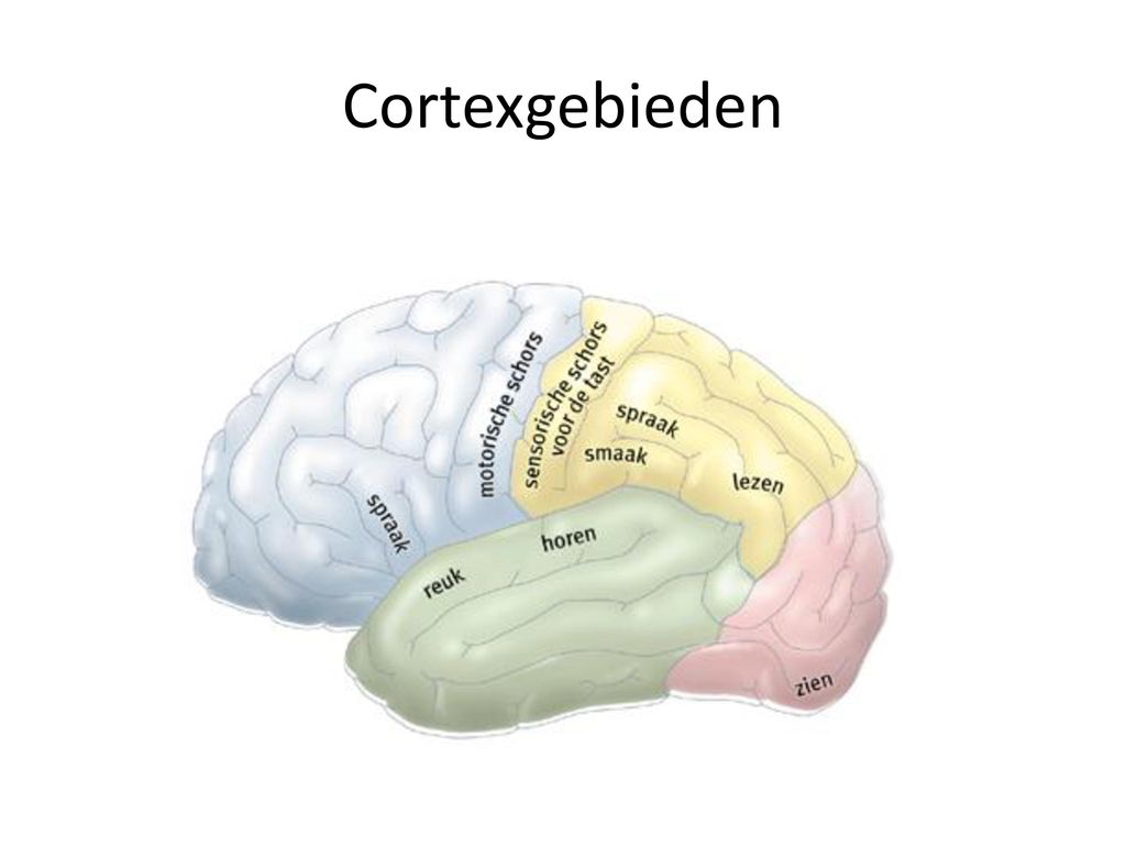 Cortexgebieden