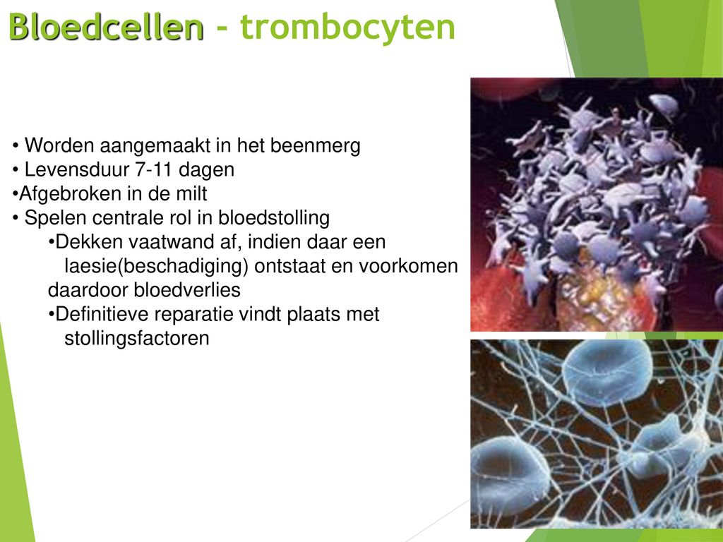 Bloedcellen - trombocyten