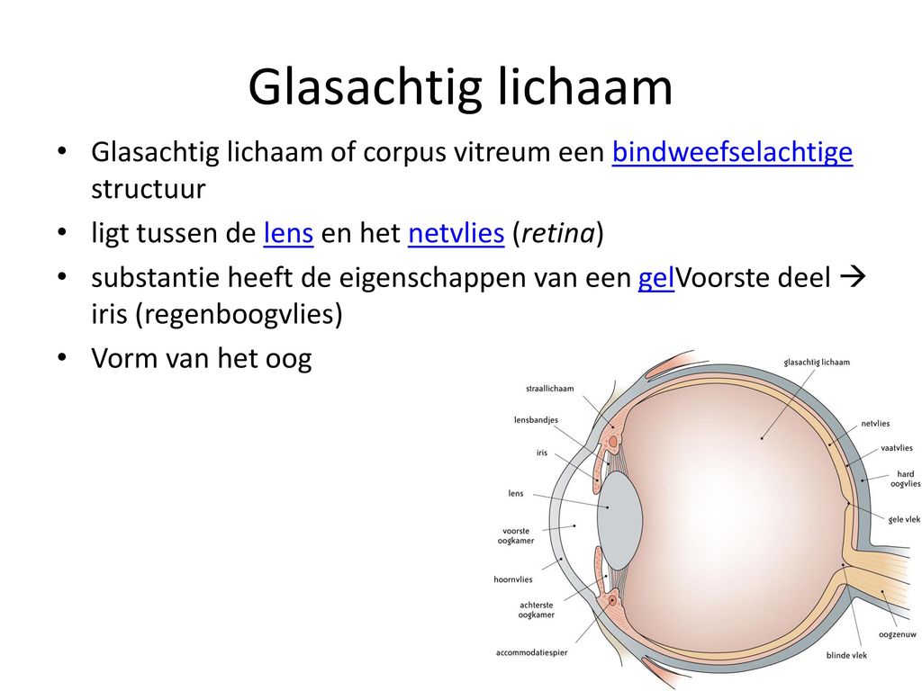 Glasachtig lichaam Glasachtig lichaam of corpus vitreum een bindweefselachtige structuur. ligt tussen de lens en het netvlies (retina)