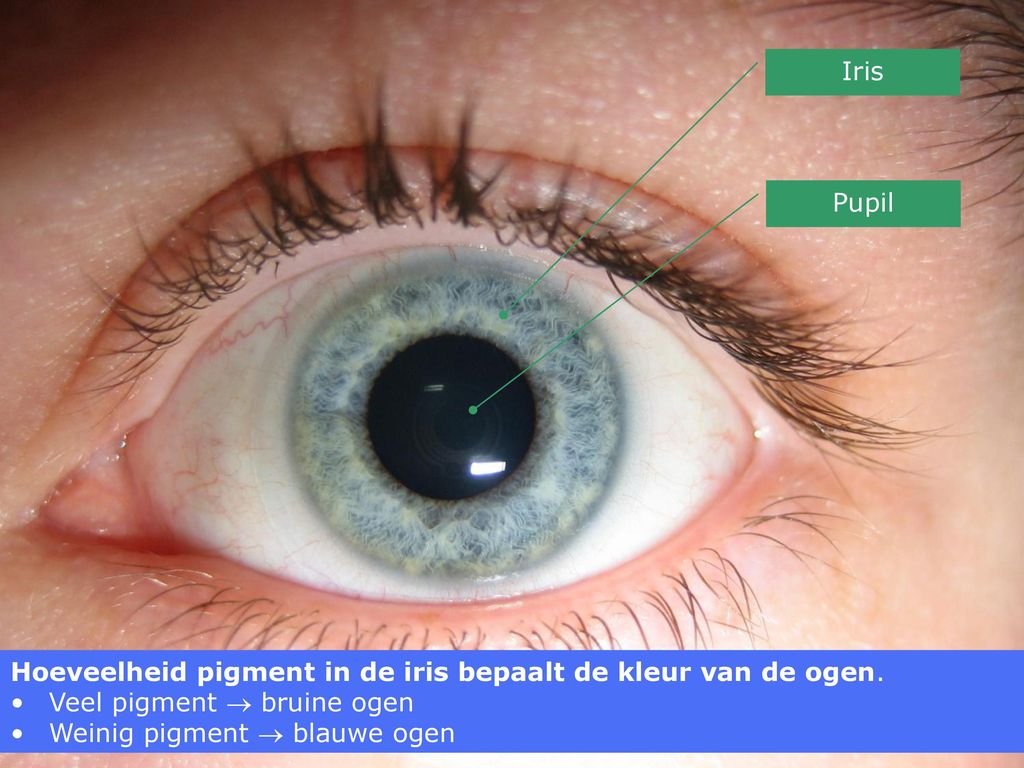 Iris Pupil. Hoeveelheid pigment in de iris bepaalt de kleur van de ogen. Veel pigment  bruine ogen.