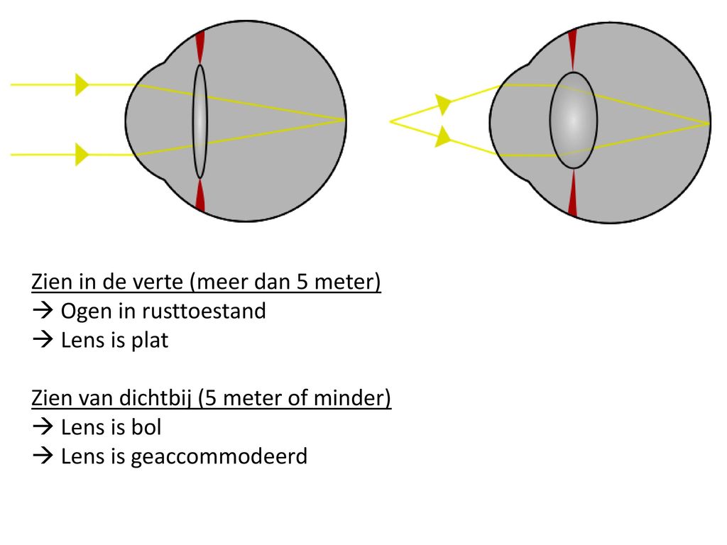 Zien in de verte (meer dan 5 meter)  Ogen in rusttoestand  Lens is plat Zien van dichtbij (5 meter of minder)  Lens is bol  Lens is geaccommodeerd