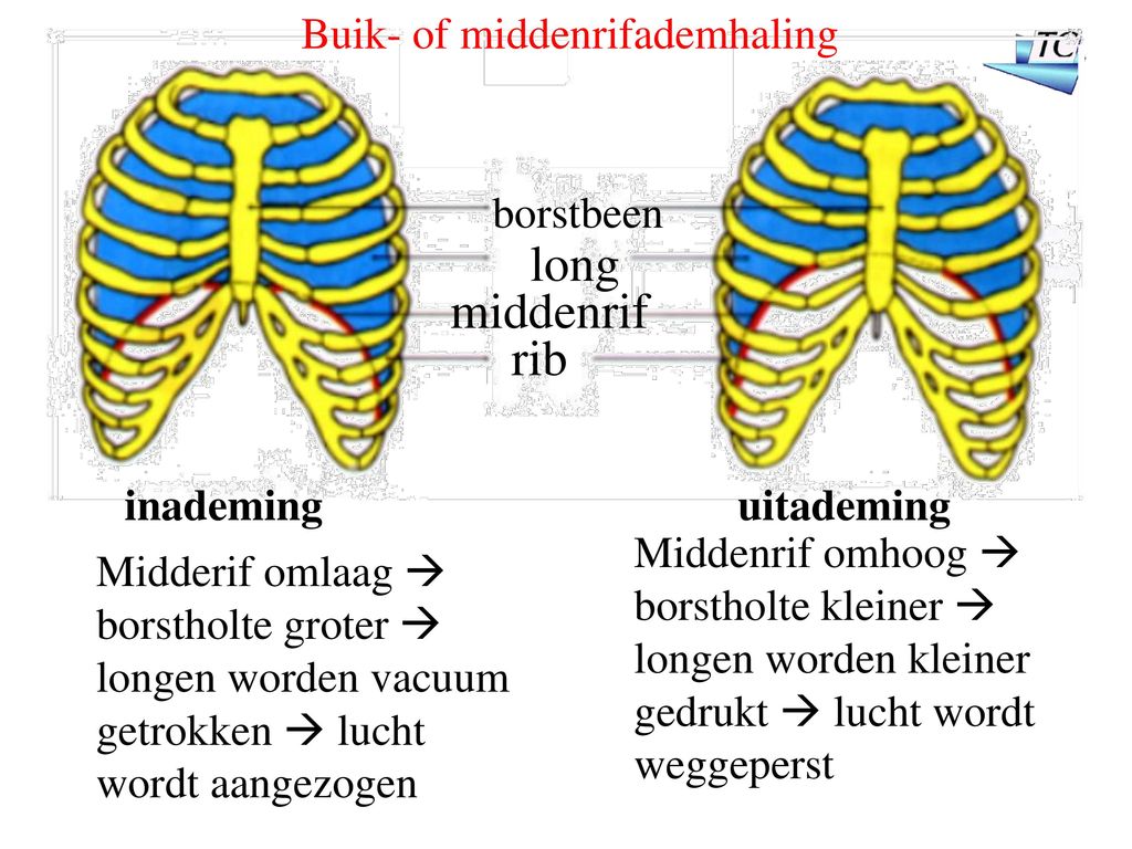 long middenrif rib Buik- of middenrifademhaling borstbeen inademing