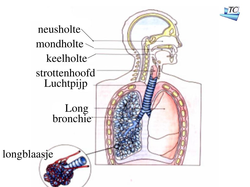 neusholte mondholte keelholte strottenhoofd Luchtpijp Long bronchie longblaasje