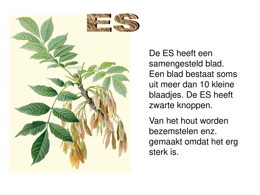 ES De ES heeft een samengesteld blad. Een blad bestaat soms uit meer dan 10 kleine blaadjes. De ES heeft zwarte knoppen.