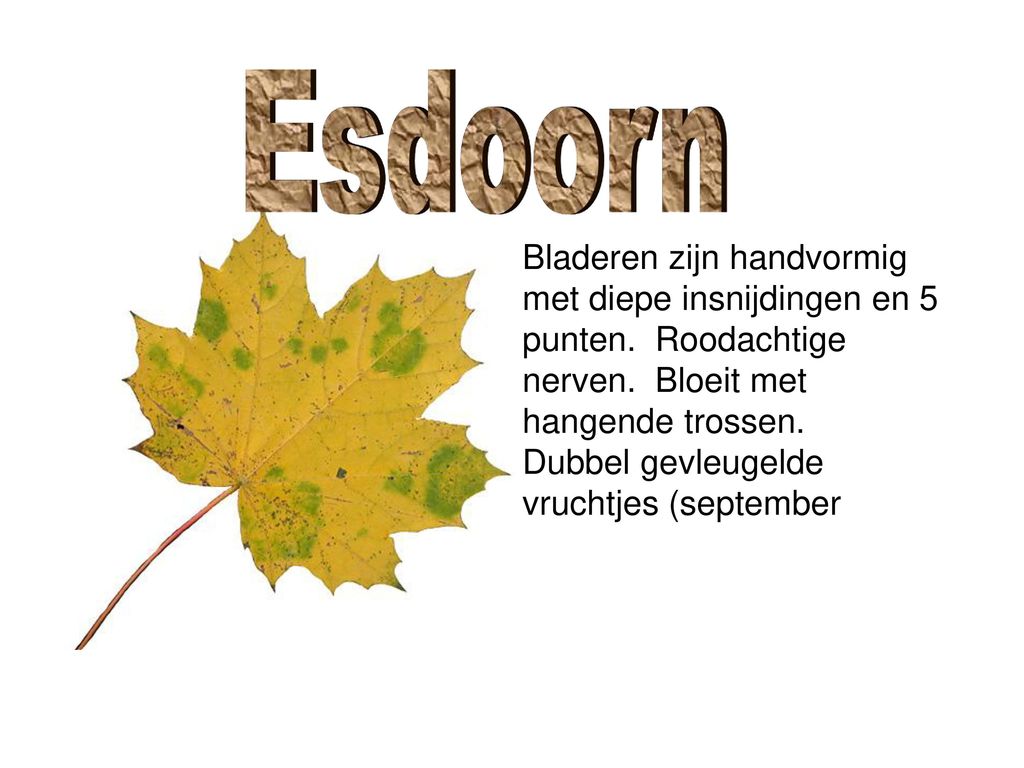 Esdoorn