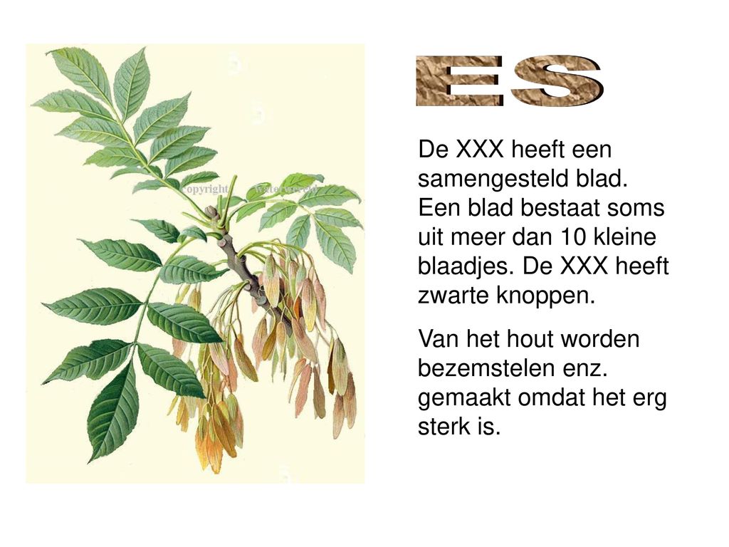 ES De XXX heeft een samengesteld blad. Een blad bestaat soms uit meer dan 10 kleine blaadjes. De XXX heeft zwarte knoppen.