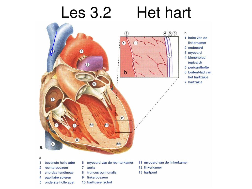 Beste Les 3.2 Het hart. - ppt download XH-34