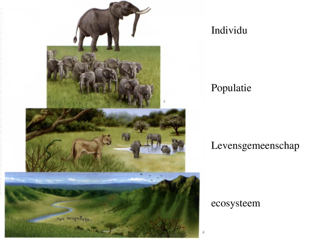 Individu Populatie Levensgemeenschap ecosysteem