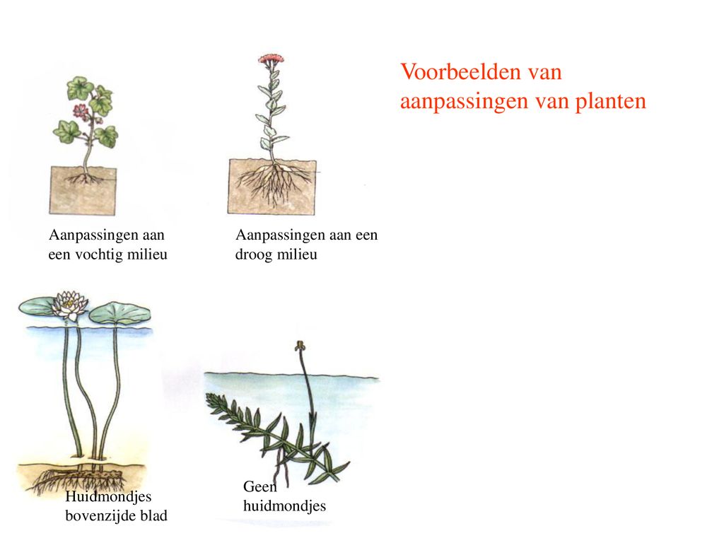 Voorbeelden van aanpassingen van planten
