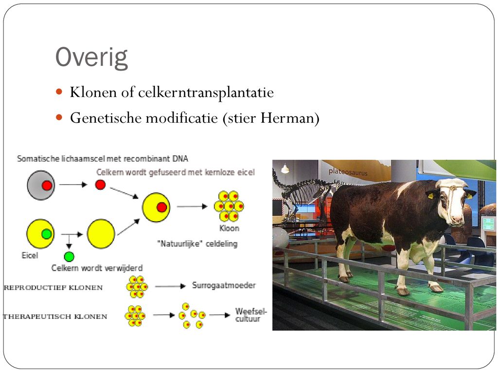 Fokkerij En Voortplanting Ppt Download 