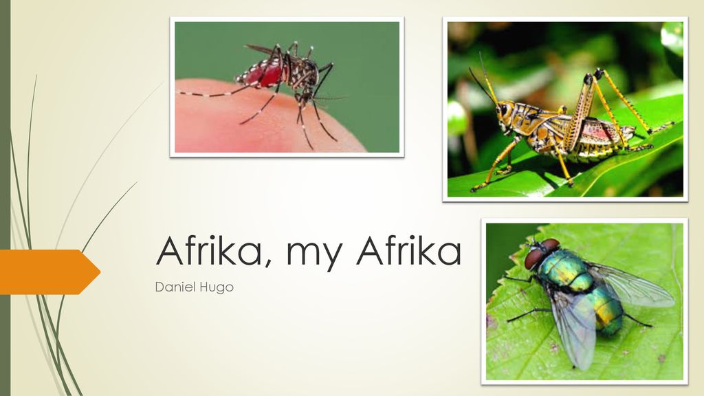 Afrika, my Afrika Daniel Hugo