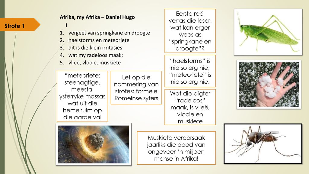 Afrika, my Afrika – Daniel Hugo I vergeet van springkane en droogte