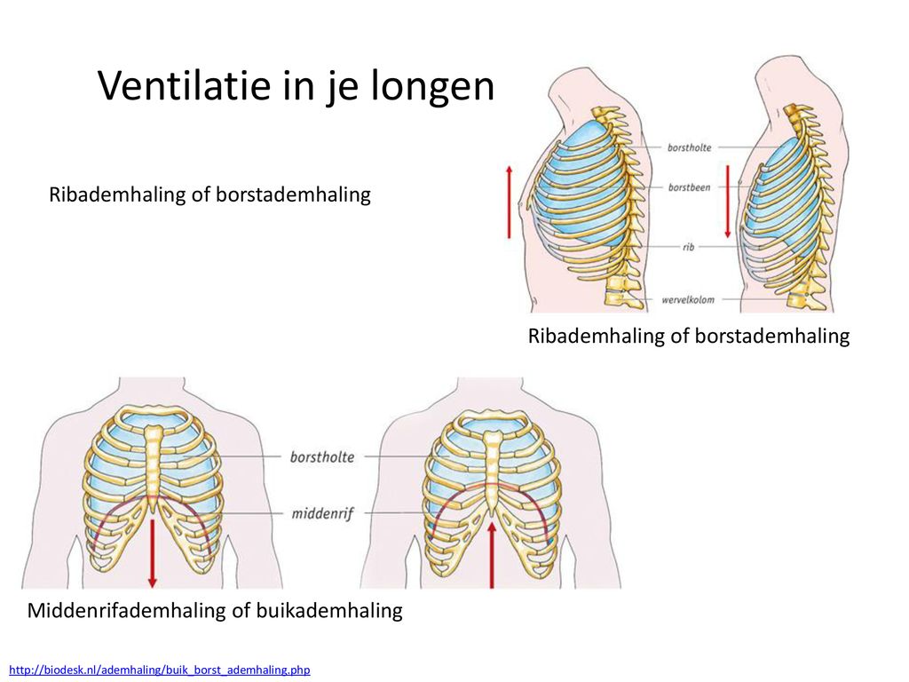 Ventilatie in je longen