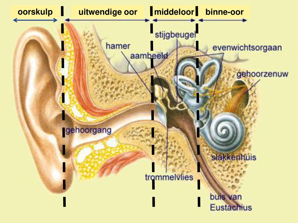 oorskulp uitwendige oor middeloor binne-oor