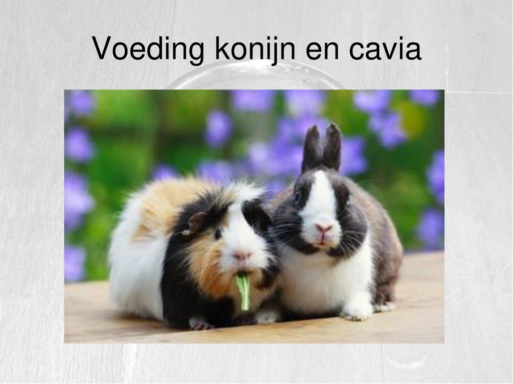 Oorlogsschip krijgen Isaac Les 5 Onderwerpen: Voeding konijn en cavia. - ppt download