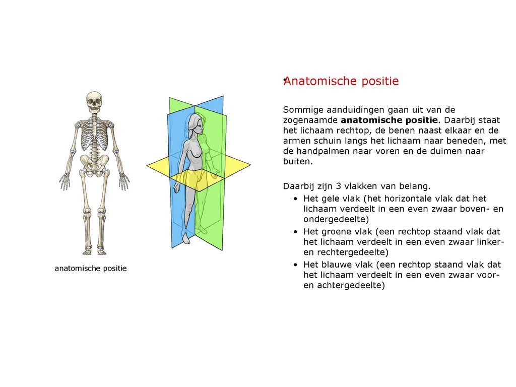 Anatomische positie