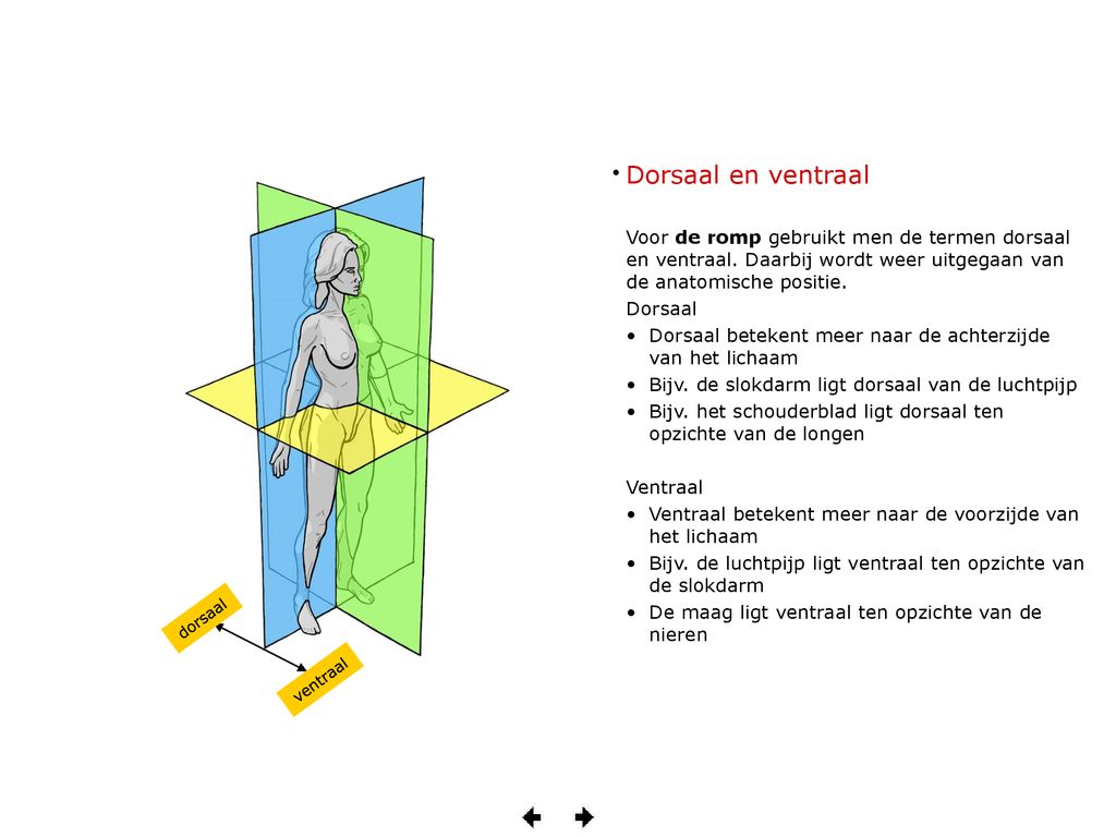 Dorsaal en ventraal Voor de romp gebruikt men de termen dorsaal en ventraal. Daarbij wordt weer uitgegaan van de anatomische positie.