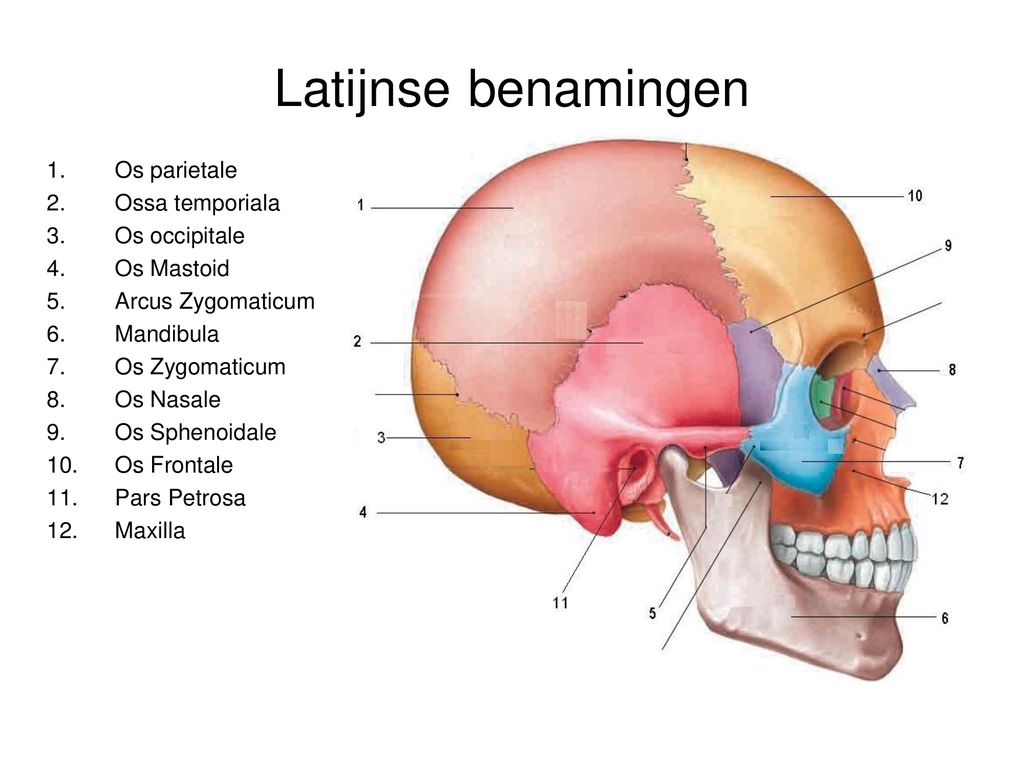 Latijnse benamingen Os parietale Ossa temporiala Os occipitale
