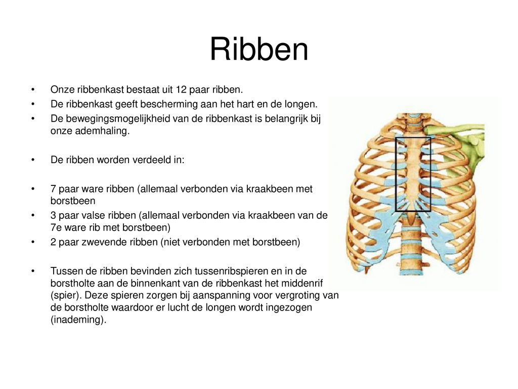 Ribben Onze ribbenkast bestaat uit 12 paar ribben.