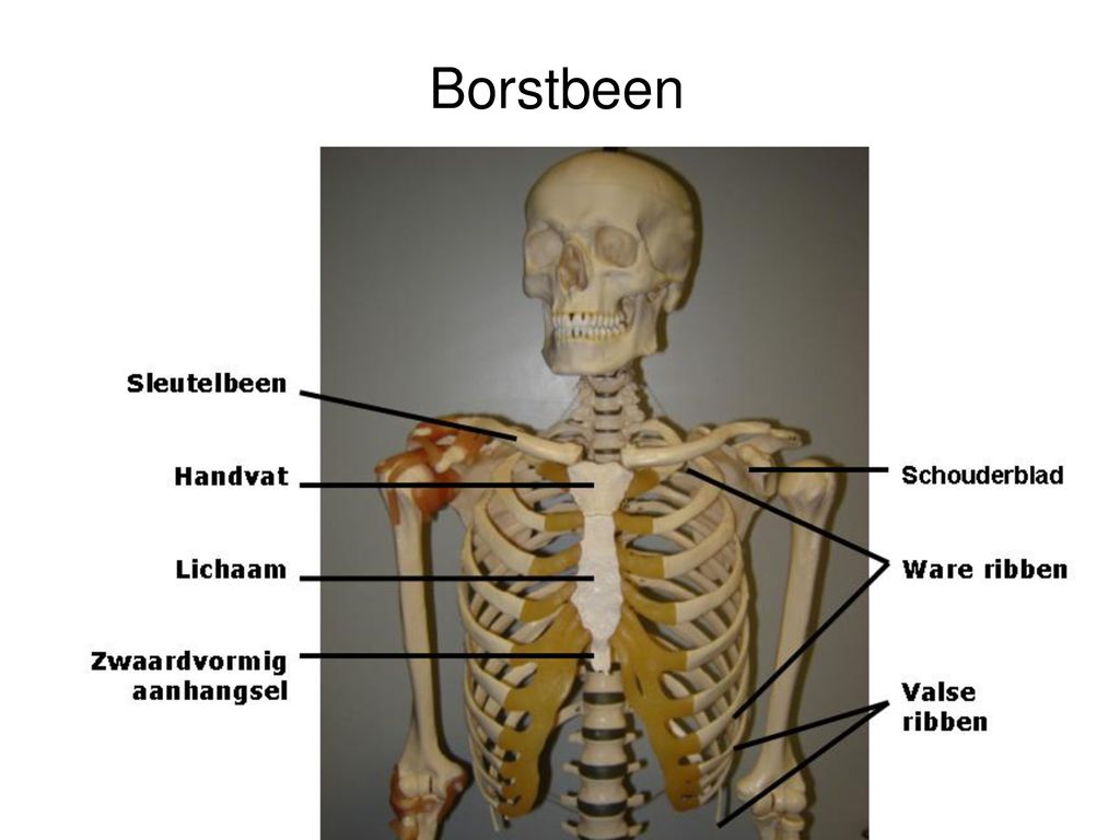 Borstbeen