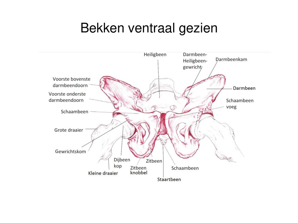 Bekken ventraal gezien