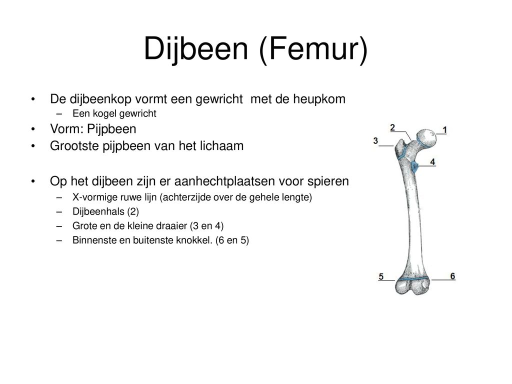 Dijbeen (Femur) De dijbeenkop vormt een gewricht met de heupkom