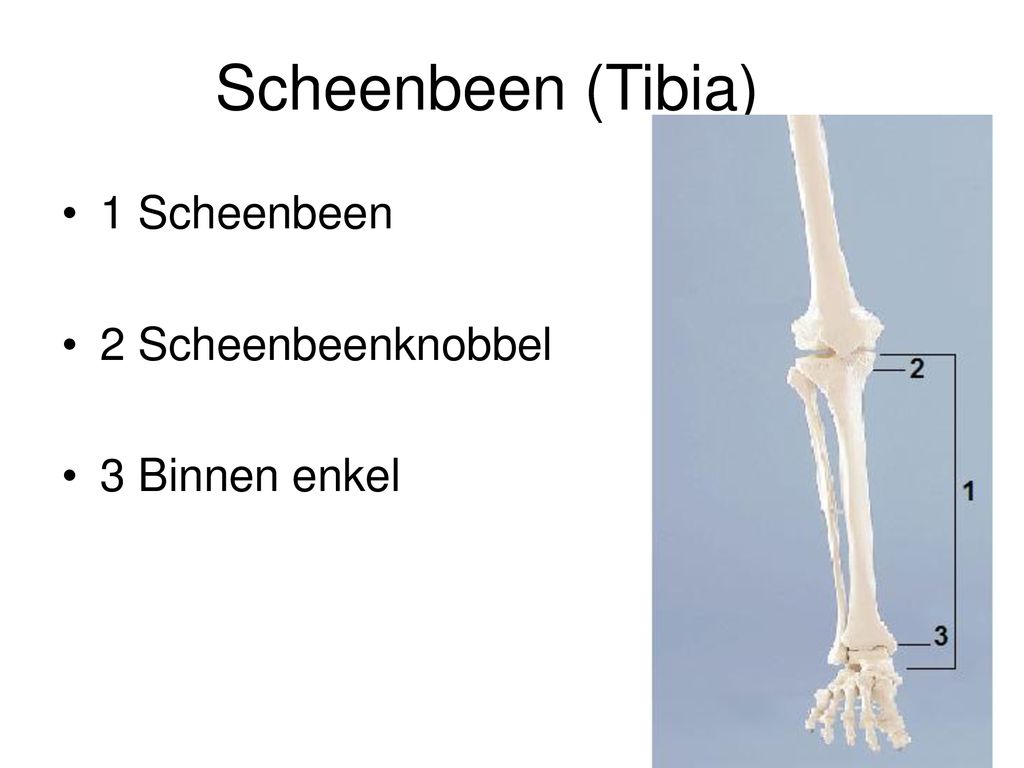 Scheenbeen (Tibia) 1 Scheenbeen 2 Scheenbeenknobbel 3 Binnen enkel