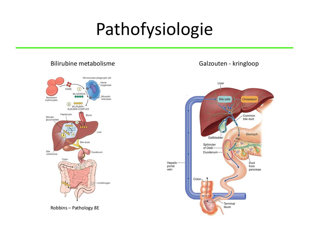 Pathofysiologie Bilirubine metabolisme Galzouten - kringloop