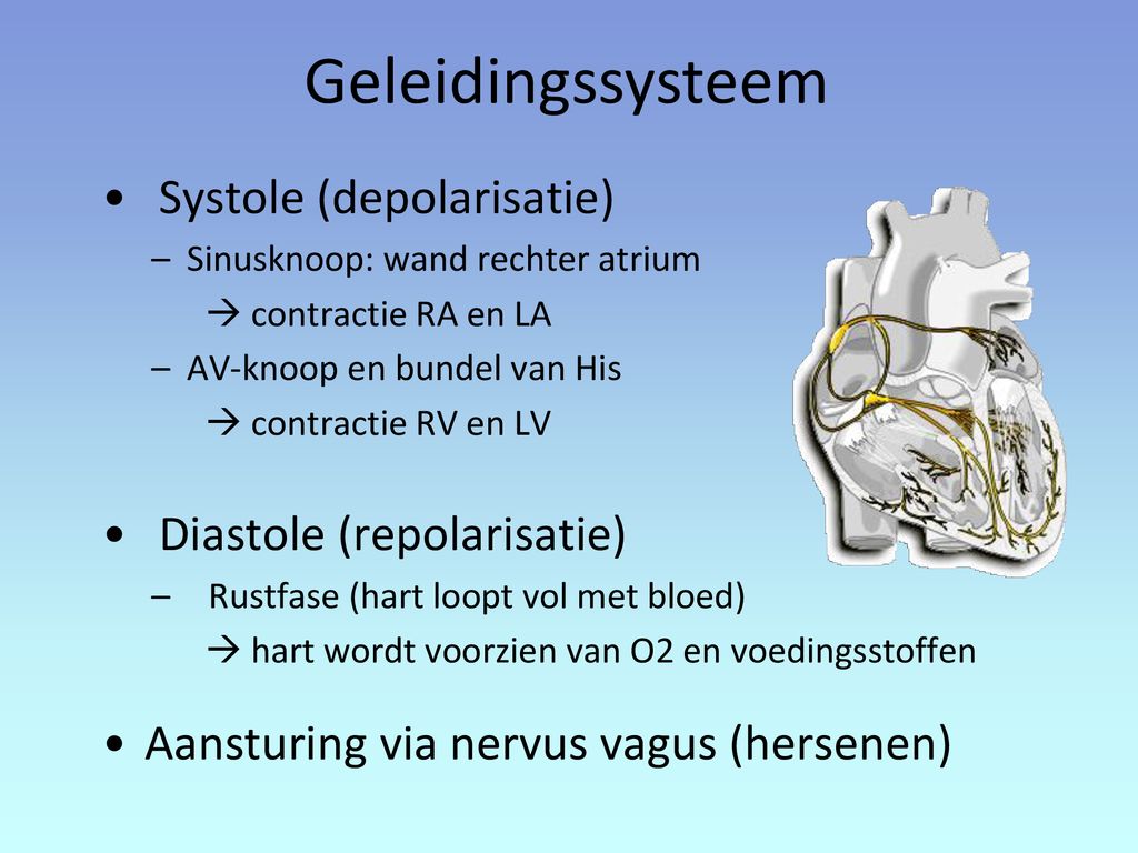 Geleidingssysteem Systole (depolarisatie) Diastole (repolarisatie)