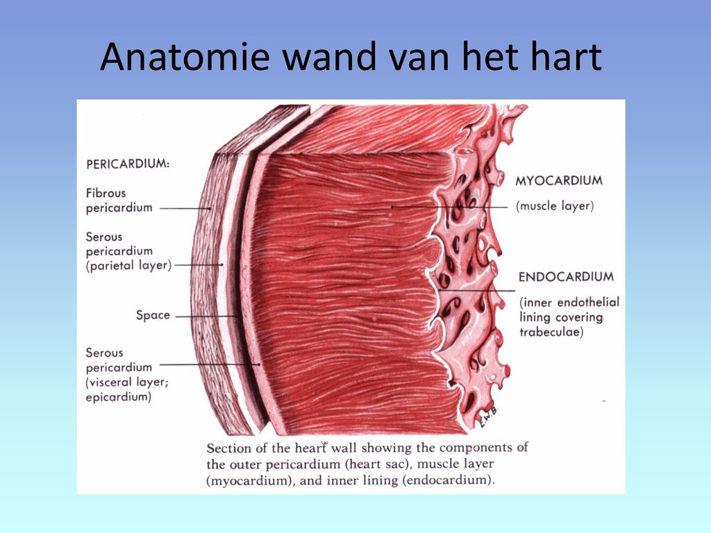 Anatomie wand van het hart