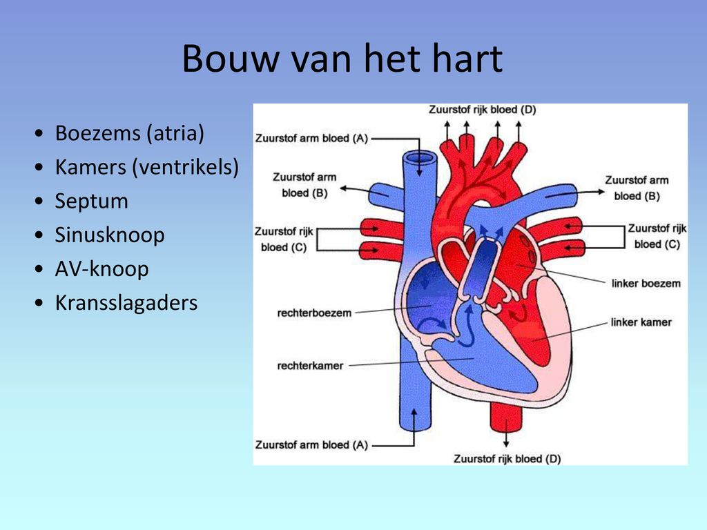 Bouw van het hart Boezems (atria) Kamers (ventrikels) Septum