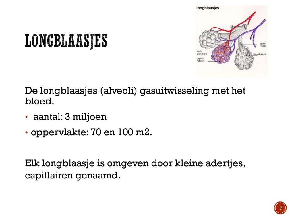Longblaasjes De longblaasjes (alveoli) gasuitwisseling met het bloed.