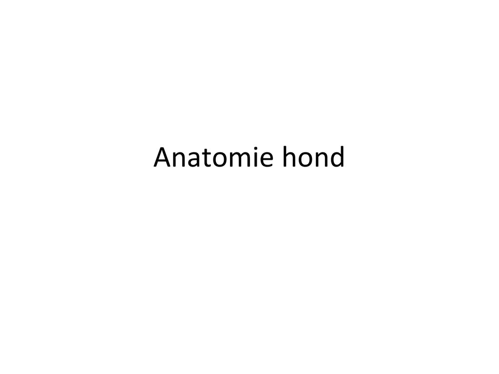 Anatomie hond