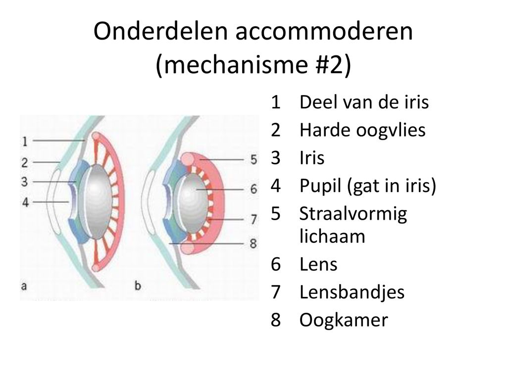 Onderdelen accommoderen (mechanisme #2)