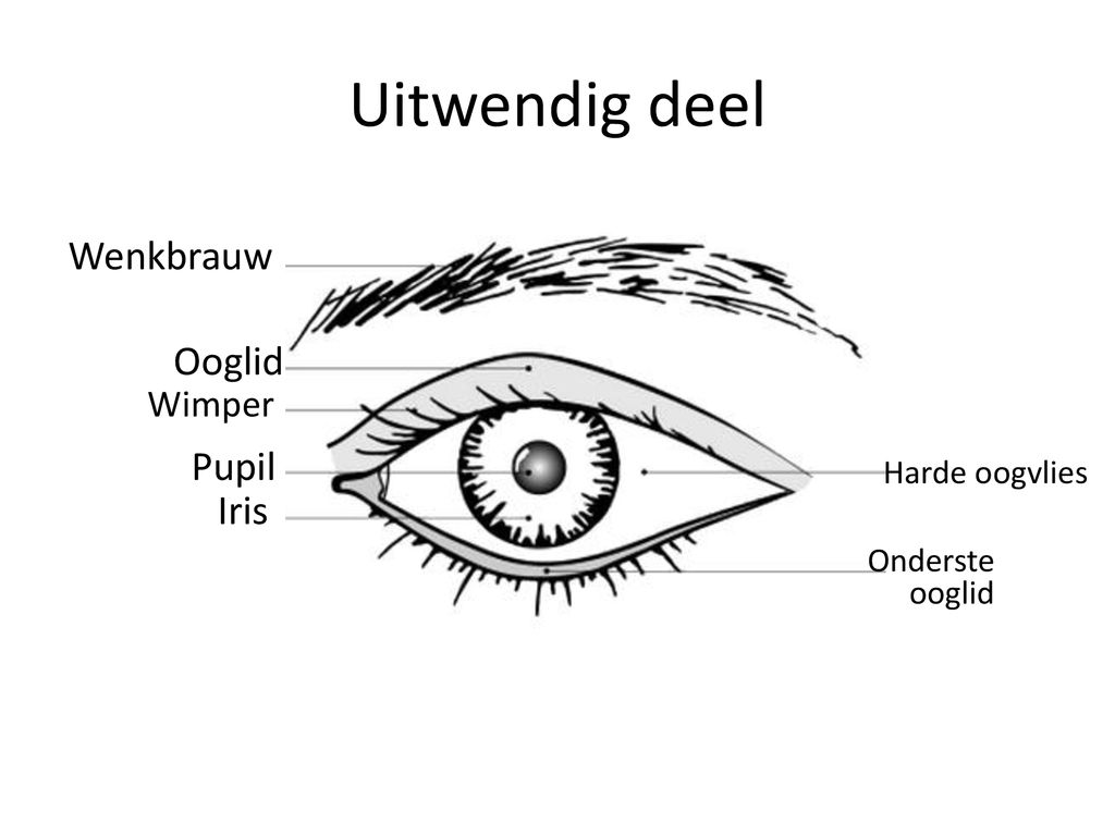 Uitwendig deel Wenkbrauw Ooglid Pupil Iris Wimper Harde oogvlies