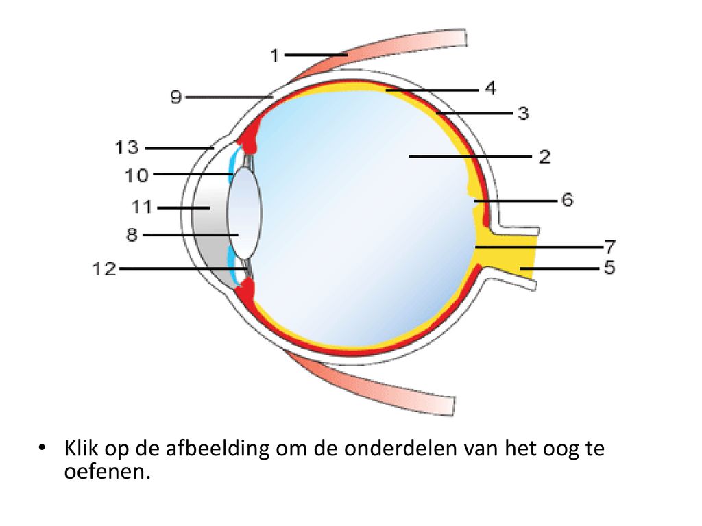 Klik op de afbeelding om de onderdelen van het oog te oefenen.