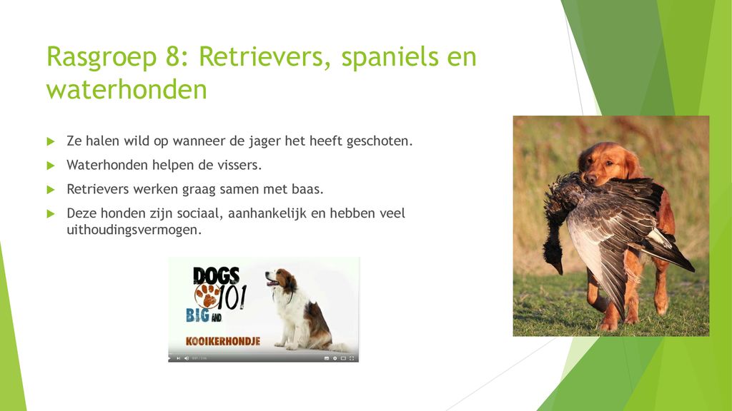 Hondenrassen DV Honden & Katten - ppt download