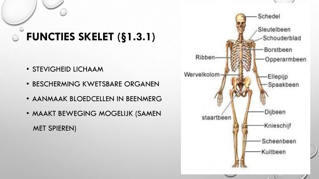 Anatomie en Fysiologie - ppt download