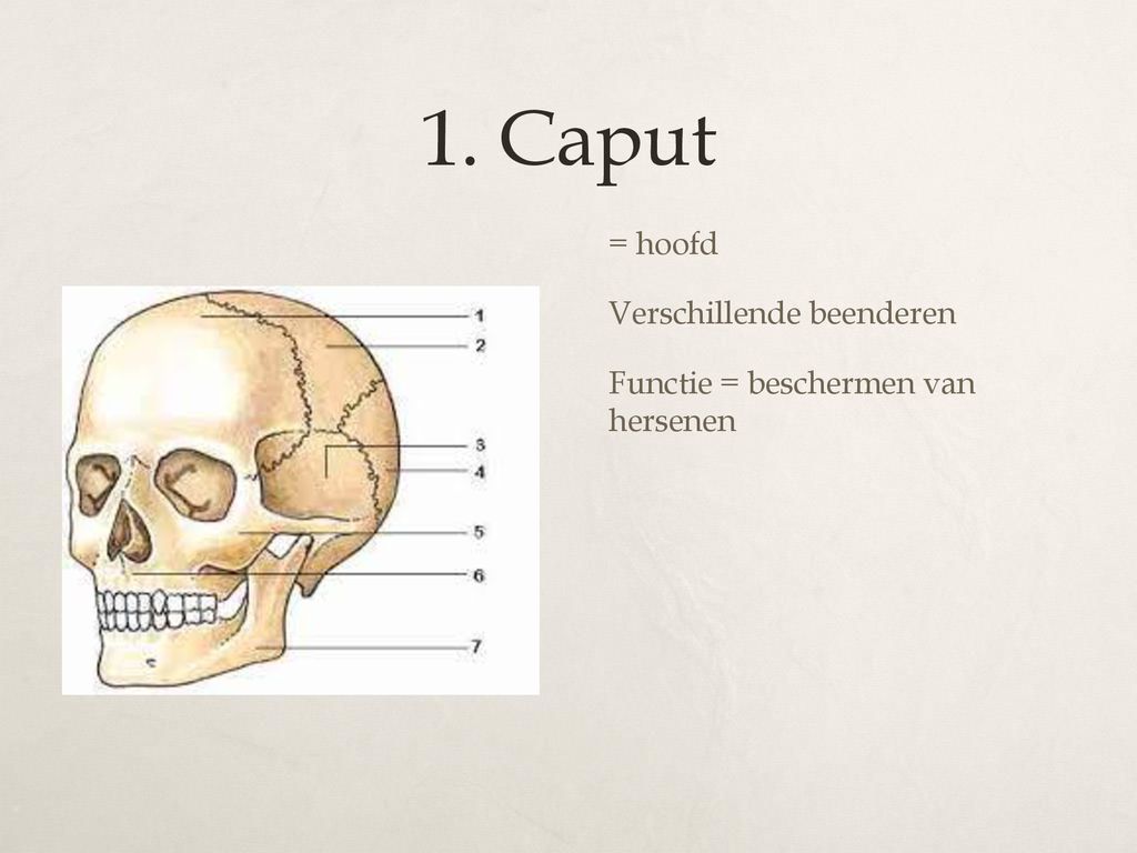 1. Caput = hoofd Verschillende beenderen Functie = beschermen van hersenen