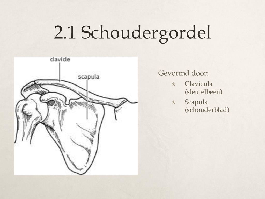 2.1 Schoudergordel Gevormd door: Clavicula (sleutelbeen)